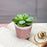 1 PC Mini Echeveria elegans Artificial Aesthetic Green Succulent Plant with Ceramic Pot to Add Charm to Your Homedecor