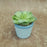 1 PC Mini Artificial Green Indoor Succulent Plant with Aesthetic Ceramic Pot to Add Charm to Your Homedecor