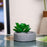 1 Pc aesthetic Mini Succulent plant with Ceramic cement Pot for indoor,flower succulent pot,Home Corner Decor