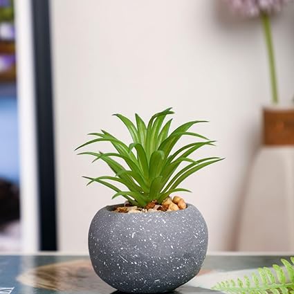 1 Pc Mini Aesthetic Succulent Flower Plant with Ceramic Cement Pot for Indoor,Home,Living Room