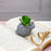1 Pc Mini Aesthetic Succulent Plant with Ceramic Cement Snail Pot for Indoor,to Add Charm to Your Homedecor