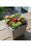 Artificial Succulent Heads Small Mini Plants,Plant Add Charm to Your Home Decor
