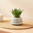 Mini Agave Artificial Green Indoor Succulent Plant with Aesthetic Ceramic Pot to Add Charm to Your Homedecor