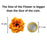 Artificial Eden Rose Flowers Head for Home Decoration and Craft (4 cm)
