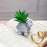 Mini Aesthetic Succulent Plant with Ceramic Cement Tortoise Pot for Indoor,