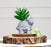 Mini Aesthetic Succulent Plant with Ceramic Cement Tortoise Pot for Indoor,