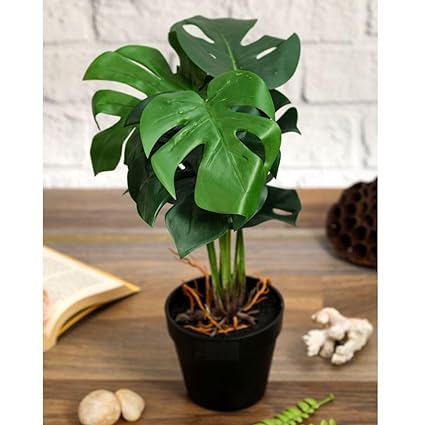 1 Pc Plant with Aesthetic Plastic Pot - Monstera Plant - Artificial Flower Indoor Decoration Plant for Home Decor (6 Leaves)