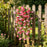 Artificial Hanging Flowers for Home Decor, Pink Flower Vine Garland for Wall, Door, Balcony, Garden, Wedding, Party, Mandap, Room, Office & Festival Decoration