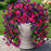 Artificial Hanging Flowers for Home Decor, Pink Flower Vine Garland for Wall, Door, Balcony, Garden, Wedding, Party, Mandap, Room, Office & Festival Decoration