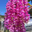12 Pcs Wisteria Artificial Flower for Home Decoration and Craft (Pack of 12, Purple)