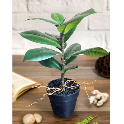 SATYAM KRAFT 1 Pc Artificial Plant with Root, Realistic Look, Artificial Flower Decoration Plant succulent for Home Decor Item, Office, Bedroom, Living Room, Shop Decoration Items (Pack of 1, Green)