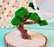 1 Mini Outdoor Fairy Garden Accessories Tree Miniature ,Mini garden decor Craft project Tools, Dollhouse miniature, Desk Top decor for Home,office