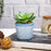 SATYAM KRAFT 1 PC Mini Artificial Green Indoor Succulent Plant with Aesthetic Ceramic Pot to Add Charm to Your Homedecor