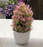 Artificial Bonsai Flower Tree with Pot for Home Decor, Room Decorations, Living Room Table Decoration Plants and Craft Items Corner