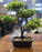 1 PcArtificial succulents Bonsai Plant with Vintage Vase, Artificial Flower Decoration Plant for Home Decor Item, Office, Bedroom, Living Room, Shop Decoration Items (Pack of 1, Green)
