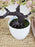 Artificial Bonsai Flower Tree with Pot for Home Decor, Room Decorations, Living Room Table Decoration Plants and Craft Items Corner
