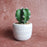 SATYAM KRAFT 1 Pc Cactus Succulent indoor Plant with aesthetic cement Pot, Artificial flower Plant - Designer Ceramic pot for Gifting, Home decor