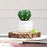 SATYAM KRAFT 1 Pc Cactus Succulent indoor Plant with aesthetic cement Pot, Artificial flower Plant - Designer Ceramic pot for Gifting, Home decor