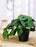 1 Piece Artificial  Plants - Exquisite Faux Pot Artificial Plant (17 cm, Green)