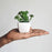 SATYAM KRAFT 1 Pc Succulent Small Mini Plants with aesthetic ceramic cement pot, Faux flower indoor Plant with Pot Add Charm to Your Home decor