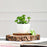 1 Pc Succulent Small Mini Plants with aesthetic ceramic cement pot, Faux flower indoor Plant with Pot Add Charm to Your Home decor