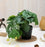 1 Piece Artificial  Plants - Exquisite Faux Pot Artificial Plant (17 cm, Green)