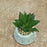 SATYAM KRAFT 1 PC Mini Agave Artificial Green Indoor Succulent Plant with Aesthetic Ceramic Pot to Add Charm to Your Homedecor