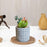 1 PC Mini Artificial Green Indoor Succulent Plant with Aesthetic Ceramic Pot Faux Flower Plant to Add Charm to Your Home Decor(grey)