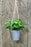 SATYAM KRAFT 1 Pc Artificial Hanging Succulent Plant with Aesthetic Ceramic Cement Pot,Indoor,Office,and Kitchen-Wall Hanging and Tabletop Decoration Items