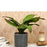 SATYAM KRAFT 1 Pc Artificial Plant with Aesthetic Plastic Pot - Snake Plant -Indoor Faux Flower Plant for Home Decor Item