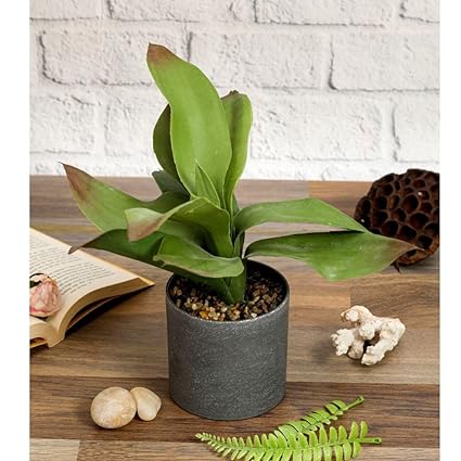 1 Pc Artificial Plant with Aesthetic Plastic Pot - Snake Plant -Indoor Faux Flower Plant for Home Decor Item