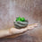 SATYAM KRAFT 1 Pc Mini Succulent with Hand Design Ceramic Look Pot for Gifting, Home Corner Decorative, Living Room, Bedroom, Office Desk, Table Decor and Book Shelf Decoration