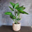 1 Pc Artificial Potted Plant with Cement Pot - Home Decor Plants,tabletop.