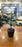 1 Pc Artificial Plant with Root, Realistic Look, Artificial Flower Decoration Plant succulent for Home Decor Item, Office, Bedroom, Living Room, Shop Decoration Items (Pack of 1, Green)
