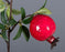 Artificial Faux Pomegranate Plant Stick, Enhance Your Space with Artificial Pomegranate Plant Big Realistic Leaves for Decoration - Ideal for Home, Office, Garden, and Indoor, (Pack of 3)(35 cm)