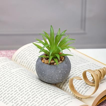 1 Pc Mini Aesthetic Succulent Flower Plant with Ceramic Cement Pot for Indoor,Home,Living Room