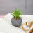 1 Pc Mini Aesthetic Succulent Flower Plant with Ceramic Cement Pot for Indoor,Home,Living Room