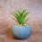 1 Pc Mini Aesthetic Succulent Flower Plant with Ceramic Cement Pot for Indoor,Home,Living Room