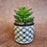 1 PC Mini Artificial Green Succulent with Aesthetic Ceramic Pot, Indoor to Add Charm to Your Home Decor