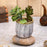 1 PCS Mini Echeveria elegans Artificial  Green Succulent Plant with Ceramic Pot (Pack of 1)