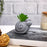 SATYAM KRAFT 1 Pc Mini Aesthetic Succulent Plant with Ceramic Cement Snail Pot for Indoor,to Add Charm to Your Homedecor