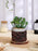 1 PC Mini Artificial Green Succulent Plant with Aesthetic Ceramic Pot, Indoor Faux Flower Plant to Add Charm to Your Home, (Pack of 1)