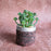 SATYAM KRAFT 1 PC Mini Artificial Green Succulent Plant with Aesthetic Ceramic Pot, Indoor Faux Flower Plant to Add Charm to Your Home, (Pack of 1)