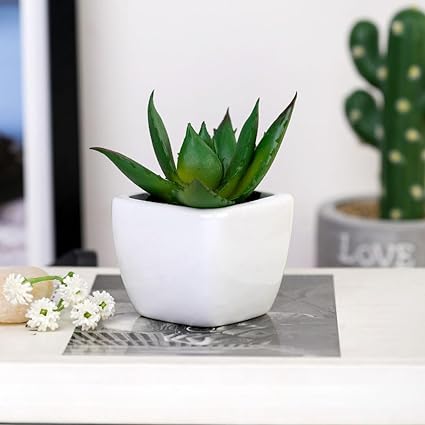 small white pot plant Succulent Small Mini indoor Plants with aesthetic cement pot,Agave Pla — Satyam Kraft