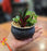 1 Pc Succulent with Ceramic Pot, Artificial Flower Decoration Plant for Home Decor Item, Office, Bedroom, Living Room, Shop Decoration Items (Pack of 1, Green)