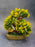 Satyam Kraft 1 Piece Artificial Bonsai Tree with Designer Pot for Home Decoration Bonsai Artificial Plant with Pot  (18 cm, Green)