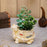 1 PCS Artificial Ceramic Tortoise Design Flower Plants succulent -Add Charm to Your Home,Office Decor, Elegant Shelf