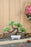 SATYAM KRAFT 1 Pc Artificial Bonsai Tree With Designer Pot for Home Decor,Artificial Plants Bonsai Tree Fake Room Decor, Room Decorations, Living Room Table, Diwali Decoration Plants and Craft Items Corner (Pack of 1)